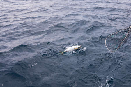 Leisure fishing in genkai nada in the early morningの写真素材