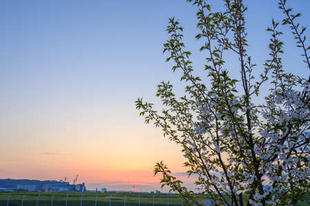 Dusk and cherry blossoms in the Rinkai Industrial Area of Hibikinadaの写真素材