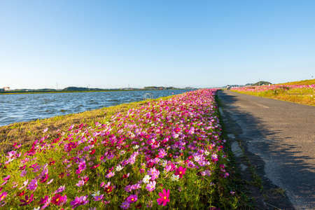 Autumn cherry blossoms bloom beautifully in the autumn weather of the blue sky (Fukuoka Prefecture, Japan)の写真素材