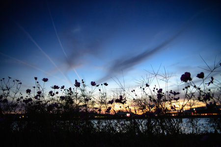 Silhouette of autumn cherry blossoms blooming beautifully at dusk (Fukuoka, Japan)