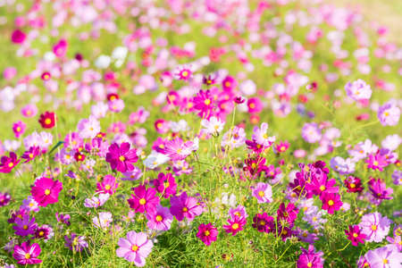 Autumn cherry blossoms bloom beautifully in the autumn weather of the blue sky (Fukuoka Prefecture, Japan)の写真素材