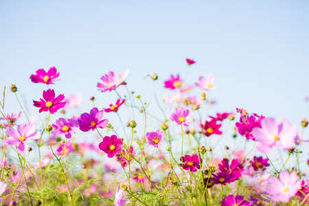 Autumn cherry blossoms bloom beautifully in the autumn weather of the blue sky (Fukuoka Prefecture, Japan)の写真素材