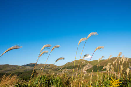 The refreshing blue sky of autumn and the grassland of Susuki (Fukuoka)の写真素材