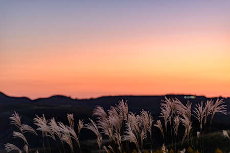 Beautiful Susuki shining in the light of dusk (Fukuoka Prefecture)の写真素材
