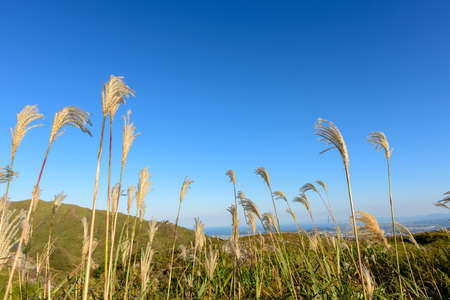 The refreshing blue sky of autumn and the susuki of the meadow (Fukuoka Prefecture)の写真素材