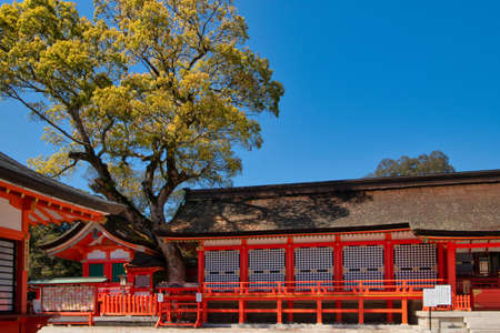 Usa Jingu (Oita Prefecture) in spring with a refreshing blue sky