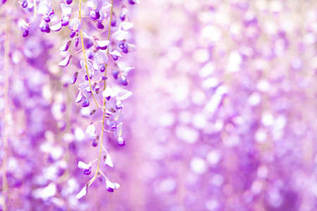 The wisteria in full bloom that releases a refreshing fragranceの写真素材