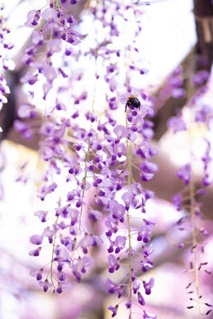 The wisteria in full bloom that releases a refreshing fragranceの写真素材