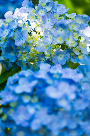 Hydrangea in full bloom in early summerの写真素材