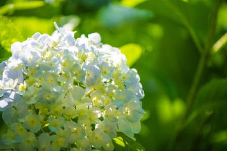 Hydrangea in full bloom in early summerの写真素材