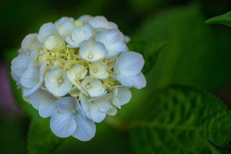 Hydrangea in full bloom in early summer