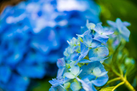 Hydrangea in full bloom in early summerの写真素材