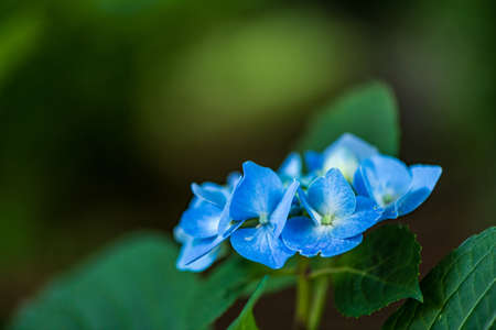Hydrangea in full bloom in early summerの写真素材