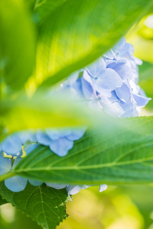Hydrangea in full bloom in early summer