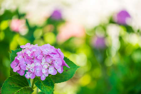 Hydrangea in full bloom in early summerの写真素材