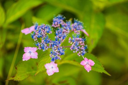Hydrangea in full bloom in early summer