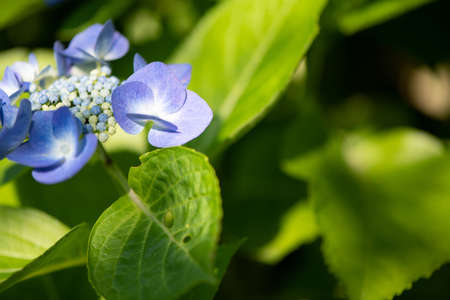 Hydrangea in full bloom in early summerの写真素材