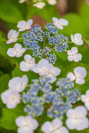 Hydrangea in full bloom in early summer