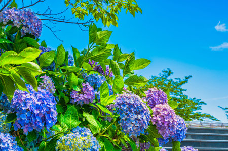 Beautiful hydrangea in full bloom in Takatoyama Parkの写真素材