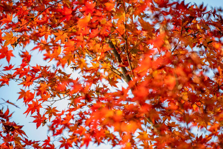 Beautiful autumn leaves in Higashimine Village, Fukuoka Prefecture