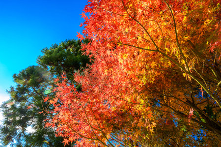 Beautiful autumn leaves in Higashimine Village, Fukuoka Prefecture