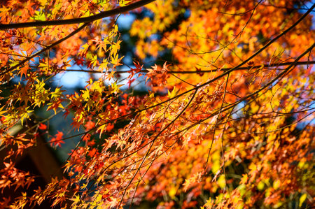 Beautiful autumn leaves in Higashimine Village, Fukuoka Prefecture