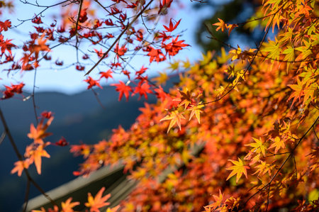 Beautiful autumn leaves in Higashimine Village, Fukuoka Prefecture