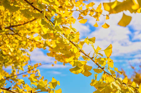 Golden Taibara Ginkgo Trees and Blue Sky (Fukuoka Prefecture)の写真素材