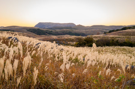 Susuki of Hiraodai in autumn shining in the sunset (Fukuoka Prefecture)の写真素材