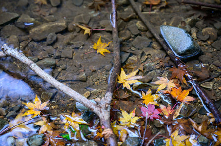 The Mountain Stream and the Fallen Leaves in Autumn