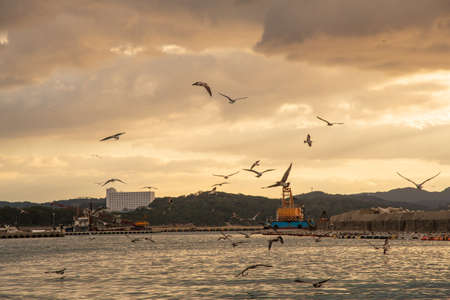 Seagulls flying around The Port of Bellzaki at duskの写真素材