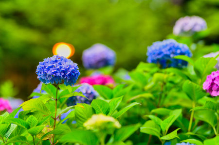 Beautiful hydrangea in full bloomの写真素材