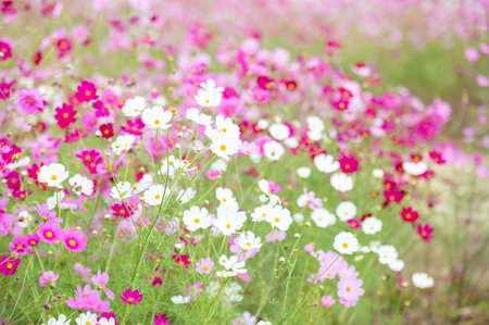 Autumn cherry blossoms blooming beautifully in autumnの写真素材