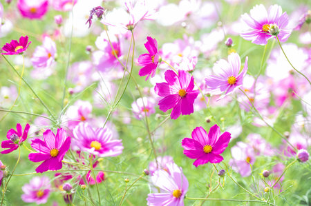 Autumn cherry blossoms blooming beautifully in autumnの写真素材