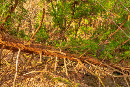 Autumn in the Famous Mizuo Pond Spring Water Group in Japanの写真素材