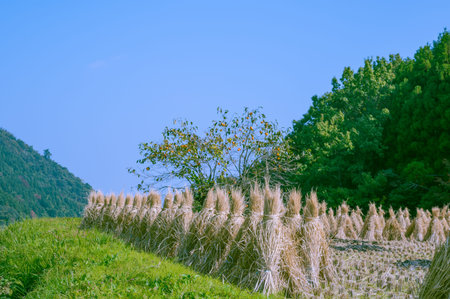 Rice cultivation in Kuju Highlands in autumn