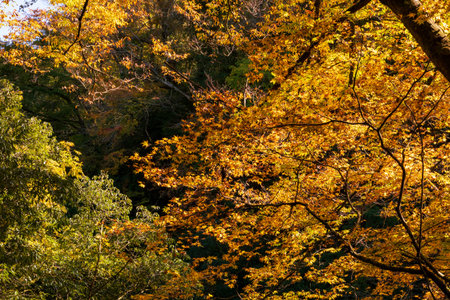 A refreshing valley on the Iwato River with Amiwado Shrine in autumn