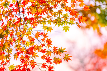 Beautiful autumn leaves colored red in autumn in Japan
