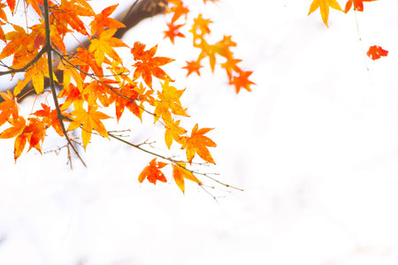 Beautiful autumn leaves colored red in autumn in Japan