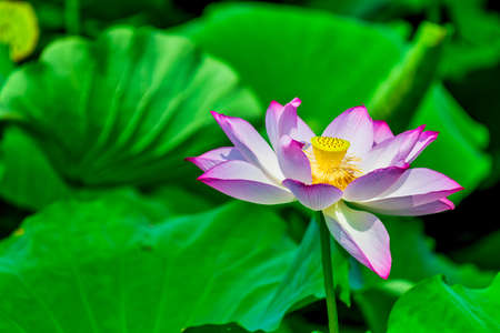 2,000-year lotus blooming under the blue sky of early summerの写真素材