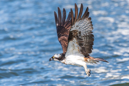 Osprey 100 that preys on fish at the mouth of the Onga Riverの写真素材