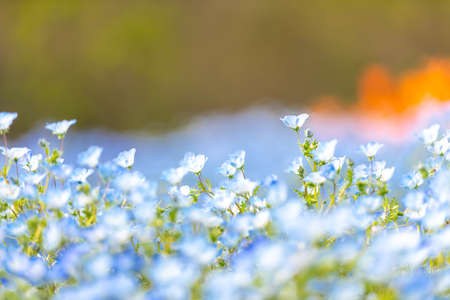 Beautiful nemophila blooming in the mountain park of the fire in springの写真素材