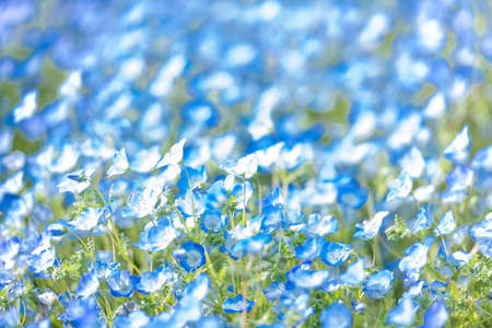 Beautiful nemophila blooming in the mountain park of the fire in springの写真素材