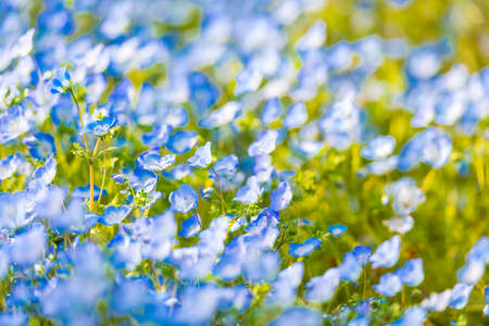 Beautiful nemophila blooming in the mountain park of the fire in springの写真素材