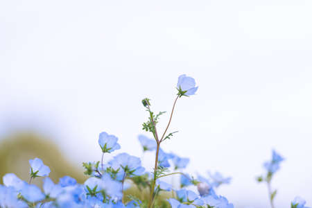 Beautiful nemophila blooming in the mountain park of the fire in springの写真素材