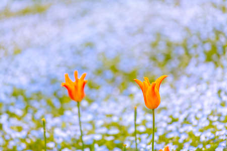 Beautiful nemophila and Turkish tulips blooming in spring fire mountain park (ballerina)の写真素材