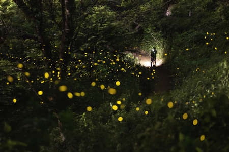 Fireflies flying beautifully on summer nightsの写真素材