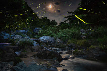 Fireflies flying beautifully on summer nightsの写真素材