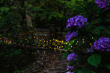 Fireflies flying beautifully on summer nights