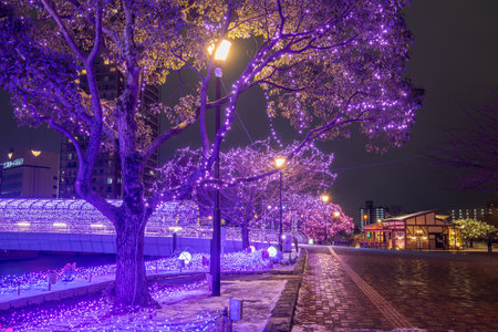 Illumination decorated with trees in Katsuyama Park at nightの写真素材